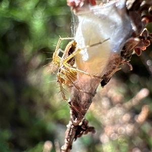 Oxyopes sp. (genus) at Aranda, ACT - 11 Dec 2024