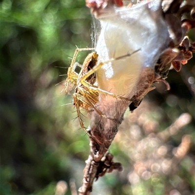 Oxyopes sp. (genus) (Lynx spider) at Aranda, ACT - 11 Dec 2024 by Jubeyjubes