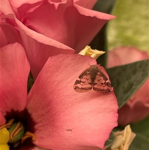 Scolypopa australis at Kambah, ACT - 11 Dec 2024