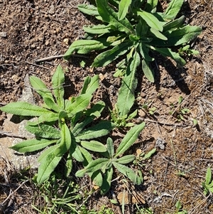 Echium vulgare at O'Malley, ACT - 11 Dec 2024