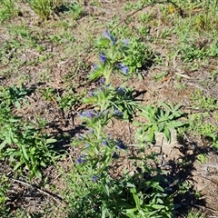 Echium vulgare at O'Malley, ACT - 11 Dec 2024