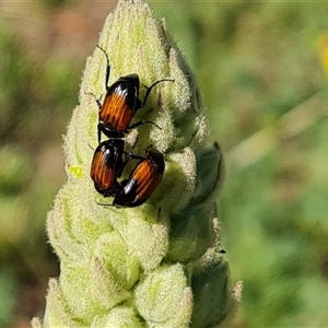 Phyllotocus macleayi (Nectar scarab) at O'Malley, ACT by Mike