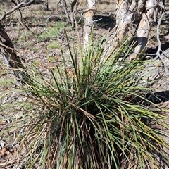 Lomandra longifolia at O'Malley, ACT - 11 Dec 2024