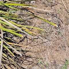 Lomandra multiflora (Many-flowered Matrush) at O'Malley, ACT - 11 Dec 2024 by Mike