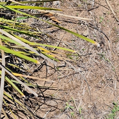 Lomandra multiflora (Many-flowered Matrush) at O'Malley, ACT - 11 Dec 2024 by Mike