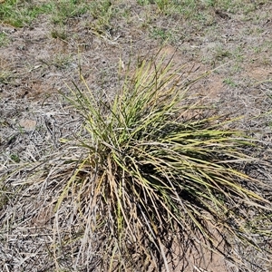 Lomandra multiflora at O'Malley, ACT - 11 Dec 2024 04:22 PM