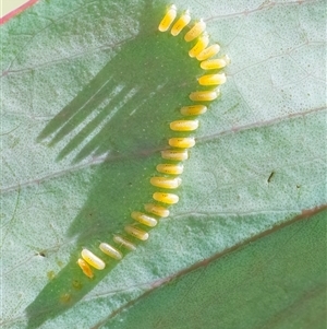 Paropsini sp. (tribe) (Unidentified paropsine leaf beetle) at Googong, NSW by WHall