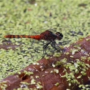 Diplacodes melanopsis (Black-faced Percher) at Fyshwick, ACT by RodDeb