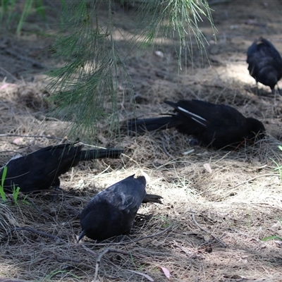 Corcorax melanorhamphos (White-winged Chough) at Greenway, ACT - 11 Dec 2024 by RodDeb