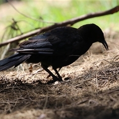 Corcorax melanorhamphos at Greenway, ACT - 11 Dec 2024