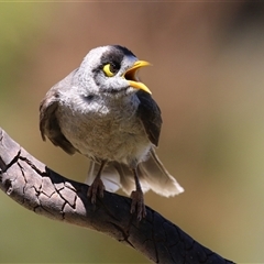 Manorina melanocephala at Greenway, ACT - 11 Dec 2024 by RodDeb