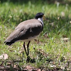 Vanellus miles at Greenway, ACT - 11 Dec 2024 by RodDeb