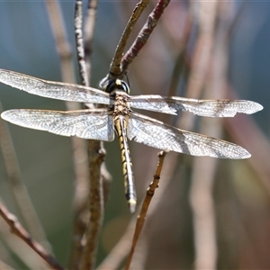 Hemicordulia tau (Tau Emerald) at Greenway, ACT by RodDeb