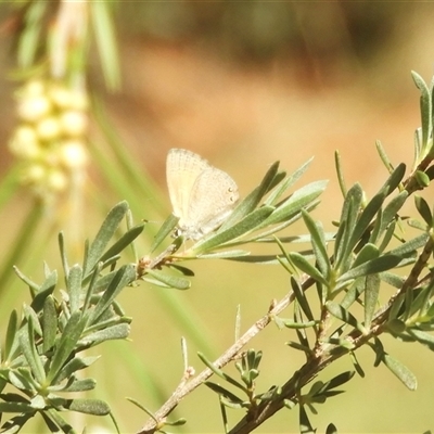 Nacaduba biocellata (Two-spotted Line-Blue) at Murrumbateman, NSW - 11 Dec 2024 by SimoneC