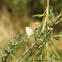 Nacaduba biocellata at Murrumbateman, NSW - 11 Dec 2024