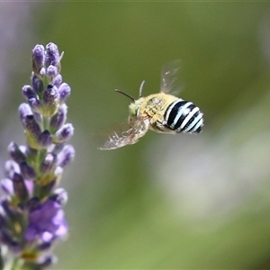 Amegilla (Zonamegilla) asserta (Blue Banded Bee) at Greenway, ACT by RodDeb