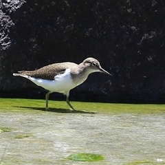 Actitis hypoleucos (Common Sandpiper) at Greenway, ACT - 11 Dec 2024 by RodDeb