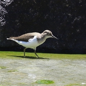 Actitis hypoleucos at Greenway, ACT by RodDeb