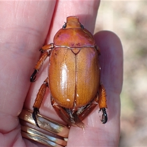 Anoplognathus montanus at Murrumbateman, NSW - 11 Dec 2024