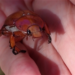 Anoplognathus montanus at Murrumbateman, NSW - 11 Dec 2024