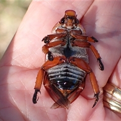 Anoplognathus montanus at Murrumbateman, NSW - 11 Dec 2024