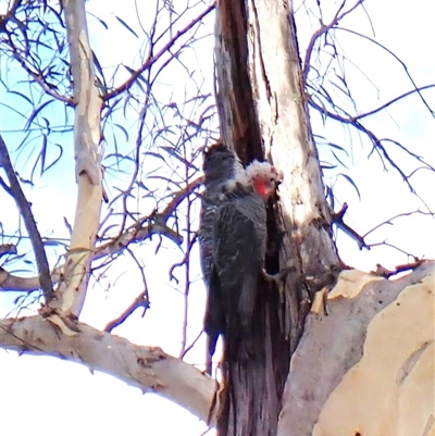 Callocephalon fimbriatum (identifiable birds) (Gang-gang Cockatoo (named birds)) at Cook, ACT - 11 Dec 2024 by CathB