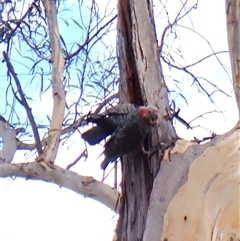 Callocephalon fimbriatum (identifiable birds) at Cook, ACT - 11 Dec 2024