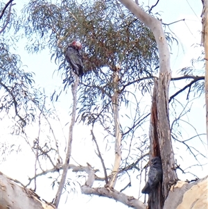 Callocephalon fimbriatum (identifiable birds) at Cook, ACT - 11 Dec 2024