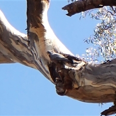 Callocephalon fimbriatum (identifiable birds) (Gang-gang Cockatoo (named birds)) at Cook, ACT - 10 Dec 2024 by CathB