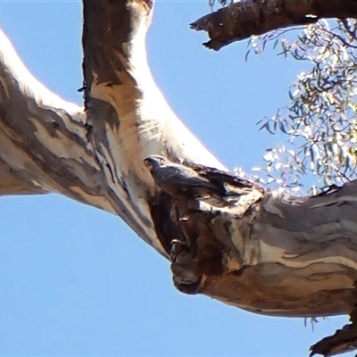 Callocephalon fimbriatum (identifiable birds) (Gang-gang Cockatoo (named birds)) at Cook, ACT - 11 Dec 2024 by CathB