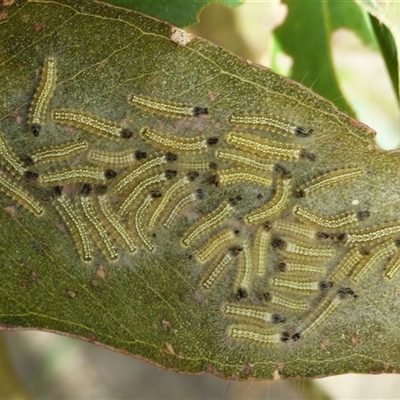 Uraba lugens (Gumleaf Skeletonizer) at West Hobart, TAS - 11 Dec 2024 by VanessaC