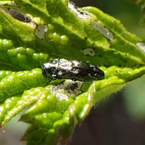 Aaaaba fossicollis (Raspberry jewel beetle) at Cook, ACT by CathB