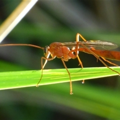 Ichneumonidae (family) (Unidentified ichneumon wasp) at West Hobart, TAS - 11 Dec 2024 by VanessaC