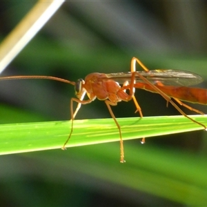 Ichneumonidae (family) at West Hobart, TAS by VanessaC