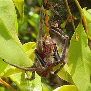 Unidentified Other web-building spider at Diggers Camp, NSW by Topwood