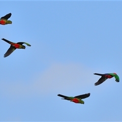 Alisterus scapularis (Australian King-Parrot) at Tahmoor, NSW - 11 Dec 2024 by Freebird