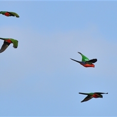Alisterus scapularis at Tahmoor, NSW - 11 Dec 2024 07:09 PM