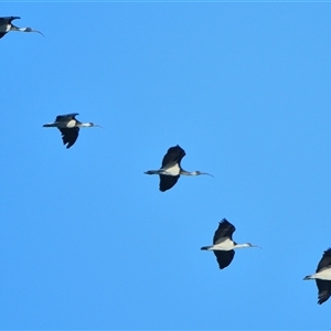 Threskiornis spinicollis (Straw-necked Ibis) at Tahmoor, NSW by Freebird