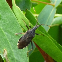 Gelonus tasmanicus (Leaf-footed bug) at West Hobart, TAS - 11 Dec 2024 by VanessaC