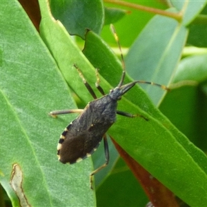 Gelonus tasmanicus (Leaf-footed bug) at West Hobart, TAS by VanessaC