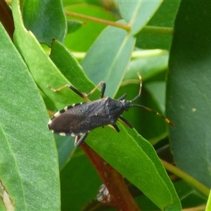 Gelonus tasmanicus at West Hobart, TAS - 11 Dec 2024