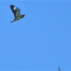 Eurystomus orientalis (Dollarbird) at Tahmoor, NSW - 11 Dec 2024 by Freebird