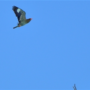 Eurystomus orientalis (Dollarbird) at Tahmoor, NSW by Freebird