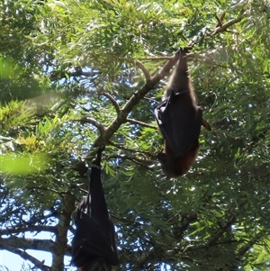 Pteropus poliocephalus at Kangaroo Valley, NSW - 11 Dec 2024