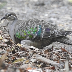 Phaps chalcoptera (Common Bronzewing) at Emerald, VIC - 11 Dec 2024 by GlossyGal