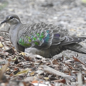 Phaps chalcoptera (Common Bronzewing) at Emerald, VIC by GlossyGal