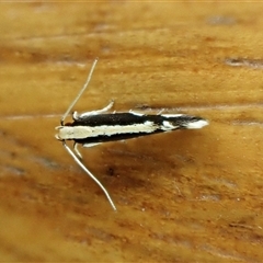 Elachista flammula (A Gelechioid moth (Elachistidae) at Cook, ACT - 11 Dec 2024 by CathB