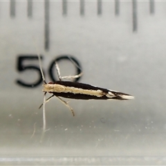 Elachista flammula at Cook, ACT - 11 Dec 2024