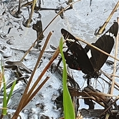 Unidentified Butterfly (Lepidoptera, Rhopalocera) at Tullymorgan, NSW - 9 Dec 2024 by Topwood