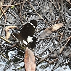 Papilio aegeus at Tullymorgan, NSW - 9 Dec 2024 04:28 PM